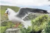  ?? PHOTO: CLARE FRASER ?? A redbilled gull at Taiaroa Head.