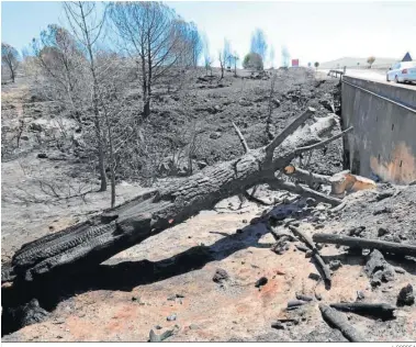  ?? J. CORREA ?? Restos del paso de las llamas por la zona afectada por el incendio de 2020.