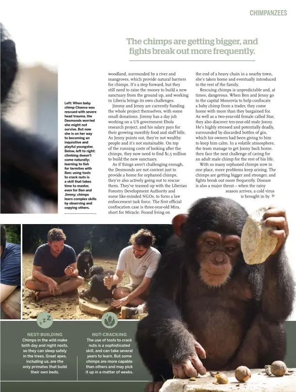  ??  ?? Left: When baby chimp Chance was rescued with severe head trauma, the Desmonds worried she might not survive. But now she is on her way to becoming an inquisitiv­e and playful youngster. Below, left to right: climbing doesn't come naturally; learning to fish for termites with Ben; using tools to crack nuts is a skill that takes time to master, even for Ben and Jimmy; chimps learn complex skills by observing and copying others.