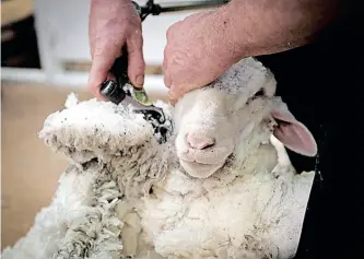  ?? | MARTIN BUREAU ?? THE livelihood­s of sheep shearers and wool handlers are threatened by China’s ban on wool imports from South Africa.