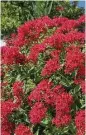  ?? James Winter ?? Graffiti Red Lace pentas provide months of continuous color.