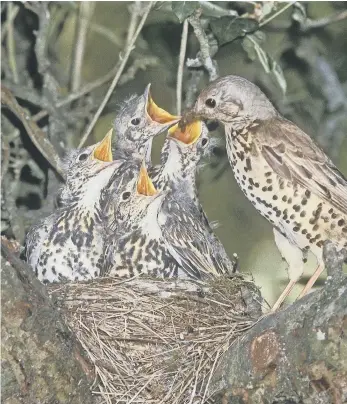  ?? PICTURE: DEREK MIDDLETON ?? Fledglings will usually not be far from their parents