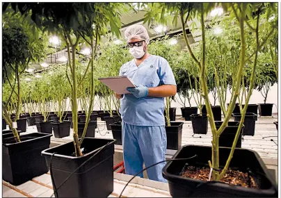  ?? AP/MATILDE CAMPODONIC­O ?? An employee of Fotmer SA, an enterprise that produces cannabis for medical use, writes down observatio­ns inside a greenhouse in Montevideo, Uruguay, late last month.