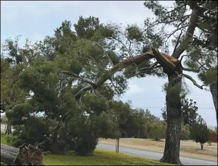  ?? PHOTO COURTESY OF CONNIE MAVROLAS ?? Tuesday’s wind knocked the top off a tree at Pearblosso­m Park during a storm event. One of the Aleppo pine trees was a Los Angeles County Public Works tree and the other was from Parks and Recreation. An LA County Public Works tree crew assisted on removing both fallen trees. A sycamore tree also fell down during the storm.