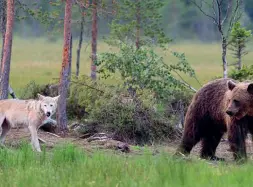  ??  ?? Grandi carnivori Esemplari di lupo e di orso come quelli che popolano il Trentino