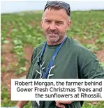  ?? ?? Robert Morgan, the farmer behind Gower Fresh Christmas Trees and the sunflowers at Rhossili.