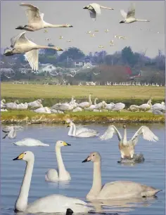  ??  ?? Whooper Swans arrive each year to spend the winter in Ireland.
