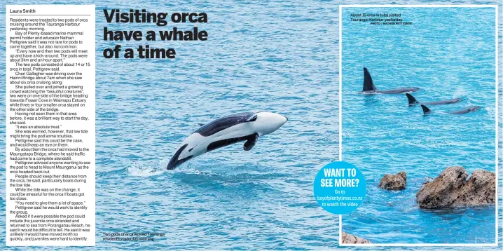  ?? PHOTO / NATHAN PETTIGREW ?? Two pods of orca wowed Tauranga residents yesterday morning.
About 15 orca in total visited Tauranga Harbour yesterday.