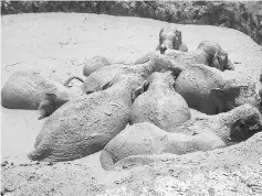  ??  ?? The trapped elephants wallowing in a mud-filled bomb crater in eastern Cambodia’s Mondulkiri province. — AFP photo
