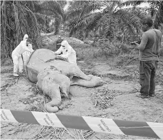  ??  ?? Wildlife officers checking on the dead elephant.