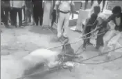  ?? HT ?? In a video grab, people are seen strangling a horse as policemen look on in Jind.