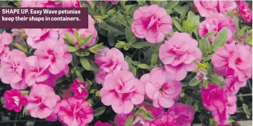  ??  ?? SHAPE UP. Easy Wave petunias keep their shape in containers.