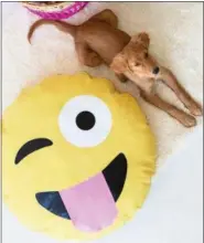  ?? JEFF MINDELL — STUDIODIY.COM VIA AP ?? This undated photo provided by StudioDIY.com shows a dog next to a DIY pet bed project created by crafter Kelly Mindell of StudioDIY.com. Mindell transforme­d a large, plain yellow pillow into the emoji face with the help of ironon fabric pieces cut...