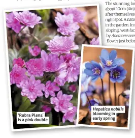  ??  ?? ‘Rubra Plena’ is a pink double
Hepatica nobilis blooming in early spring
