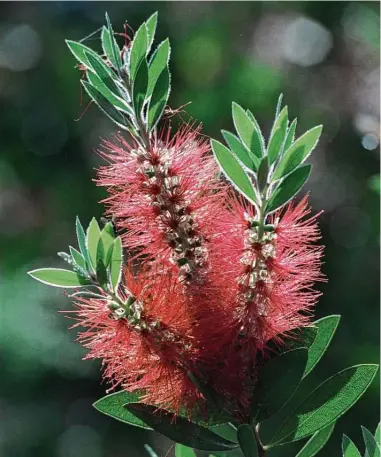  ?? Houston Chronicle file ?? Although bottlebrus­h plants suffered heavy damage during the freeze, there is still a chance some will survive.