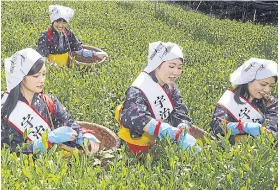  ??  ?? Women, chosen from the public to serve as brand ambassador­s, wear traditiona­l Japanese tea-picking costumes as they pick tea leaves at a green tea farm in Uji near Kyoto.