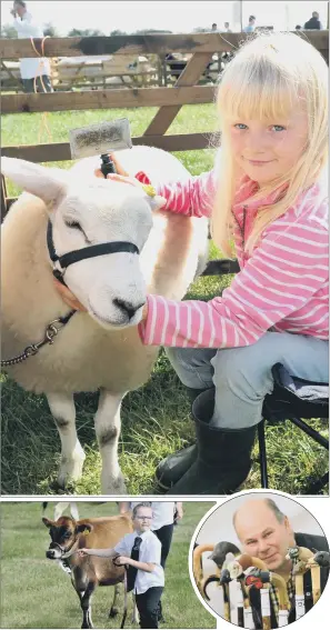  ?? PICTURES: GARY LONGBOTTOM ?? SHOWTIME: Clockwise from top, six-year-old Maisie Moore combing Belinda, a Beltex Gimmer lamb; walking stick steward William Lambert; Faith Davidson, six, with Jersey heifer Ella.