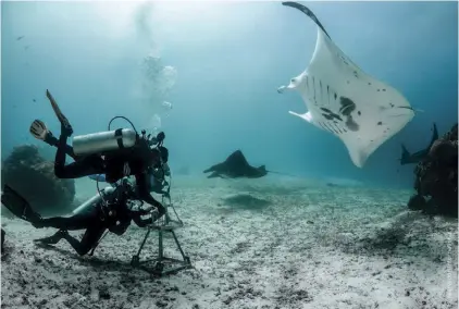  ??  ?? ABOVE The use of drones has allowed for monitoring of manta ray feeding and cleaning behaviour