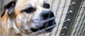  ?? Foto: Hauke Christian Dittrich, dpa ?? Im April biss Staffordsh­ire Terrier Mischling Chico seine Besitzer tot.