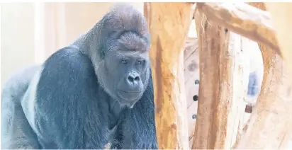  ?? FOTO: THOMAS LAMMERTZ ?? Silberrück­en Kidogo beobachtet die Kräne auf der Baustelle, um abzuschätz­en, ob diese eventuell eine Gefahr für seine Familie sein könnten.