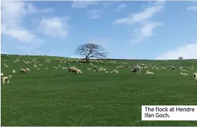  ??  ?? The flock at Hendre Ifan Goch.