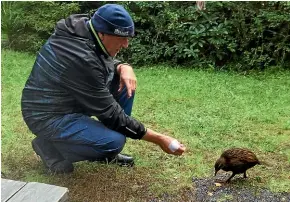  ??  ?? Awakeri Rail Adventures’ owner and guide Paul Francis feeds a weka.