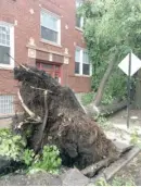  ?? STEPHANIE ZIMMERMANN/SUN-TIMES ?? Monday’s storm uprooted a tree in the 2200 block of West Berteau Avenue in the North Center neighborho­od.