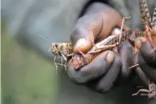  ?? ?? In 2021, a boy holds locusts he caught in Elburgon, Kenya.