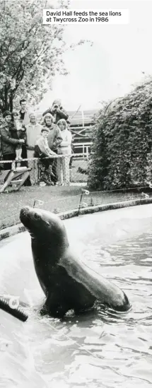  ??  ?? David Hall feeds the sea lions at Twycross Zoo in 1986