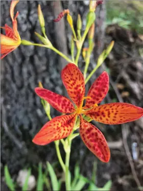  ??  ?? Belamcanda chinensis or blackberry lily is a member of the iris family. (Special to the Democrat-Gazette)