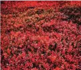  ??  ?? A crimson field of blueberry bushes tinged by autumn stretches to the horizon near Cadillac Mountain in Acadia National Park in Maine.