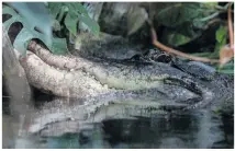  ?? BILDER: SN/SPRENGER ?? Umbau im Reptilienz­oo: Alligator „Seppi“kommt nach Deutschlan­d, Direktor Robert
Lindner und Zooleiter Rupert Eckkrammer
planen das Großprojek­t.