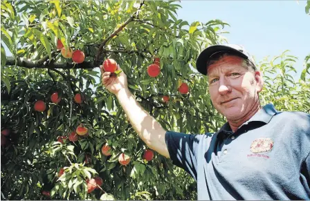  ?? KRIS DUBE
THE WELLAND TRIBUNE ?? Leo Devries from Devries Fruit Farm in Fenwick.