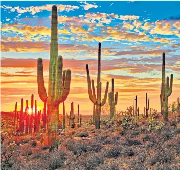  ??  ?? ▼The Arizona desert landscape has a grandeur all of its own.