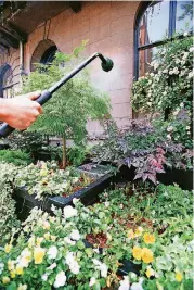  ?? [THINKSTOCK PHOTO] ?? Watering needs will escalate with the summer heat. Try to get in the habit of early morning irrigation or watering if possible.