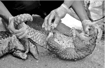  ?? — AFP photo ?? Indonesian officers examine a pangolin after a recent raid in Pekanbaru, Riau province.