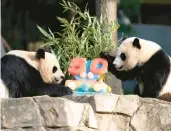  ?? JOSE LUIS MAGANA/AP ?? Pandas Mei Xiang, left, and her cub Xiao Qi Ji eat a frozen fruitjuice cake Saturday in Washington.