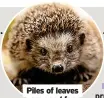  ?? ?? Piles of leaves are good for hedgehog beds