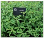  ??  ?? With its sugary-tasting leaves, stevia is a popular plant in the Garden of Exploratio­n.