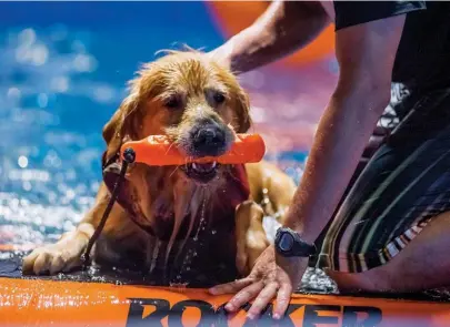  ??  ?? Aunque en la foto la mascota está jugando, someterlos a baños de agua fresca periódicos durante el verano es una buena forma de prevenir el golpe de calor.