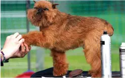  ??  ?? A Brussels Griffon is groomed in the benching area at the 145th Annual Westminste­r Kennel Club Dog Show at the Lyndhurst Estate in Tarrytown, New York.