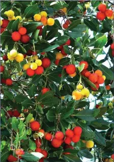  ??  ?? The Arbutus tree has strawberry-red, insipid-tasting fruits.