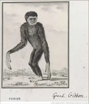  ?? — Public domain ?? an illustrati­on in the French archives of the live male gibbon from Kedah that was taken to europe in 1755, along with the word ‘gibbon’.