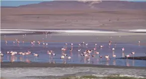  ??  ?? Not much lives in the Bolivian altiplano but flamingos love it