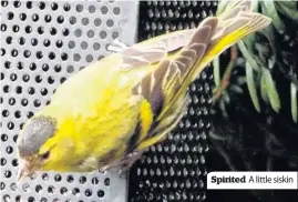  ??  ?? Spirited A little siskin