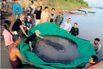  ?? BILD: CHHUT CHHEANA ?? Kambodjans­ka och amerikansk­a forskare släpper tillbaka den 300 kilo tunga rockan i vattnet.