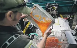  ??  ?? DAVID LUNSFORD sorts through salmon roe Friday. The Feather River Fish Hatchery, the biggest in the state, is run by the Fish and Wildlife Department.