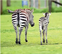  ?? PHOTO: CHRISTEL YARDLEY/STUFF ?? Zookeepers are waiting for the foal to lift its tail long enough for them to determine if it’s male or female.