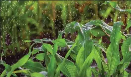  ?? GETTY IMAGES ?? Drip irrigation systems can help minimize water consumptio­n of thirsty crops like corn.