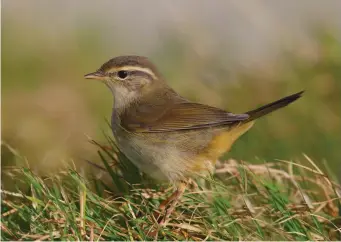  ?? ?? SIX: Radde’s Warbler (Sumburgh, Shetland, 4 October 2010). The large-looking head, stocky body, somewhat tit-like bill, stout legs and slightly long-looking tail all indicate that this is a Radde’s Warbler. Note also the olive plumage hues, the bold superciliu­m (broad before the eye) and rather weakly marked lores. Most striking here are the typically richly coloured vent and undertail coverts.